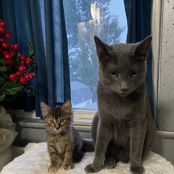 Meet your Posher, Li - Picture 10 of 12